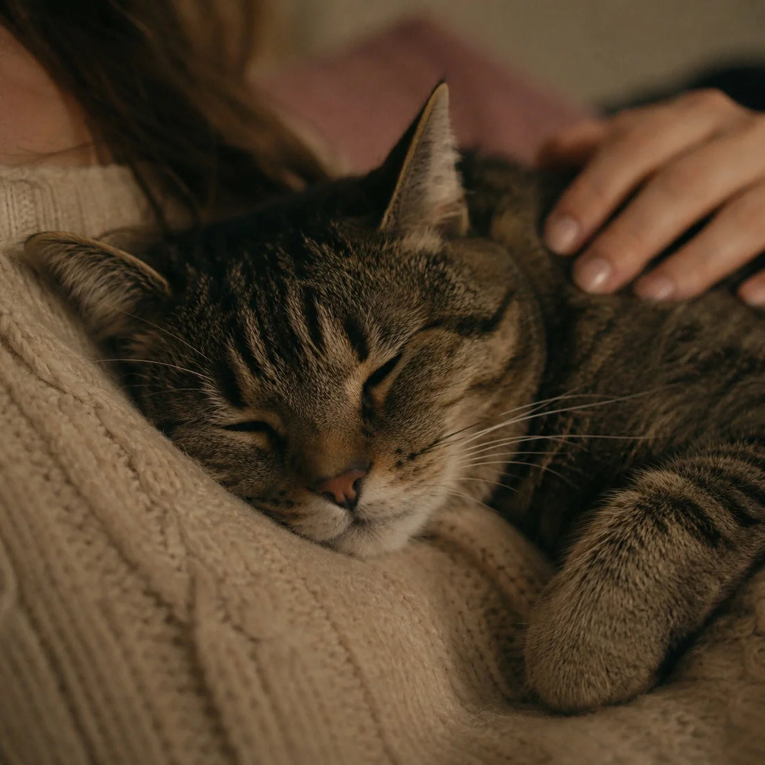 Perché i gatti fanno le fusa (e cosa stanno cercando di dirti)